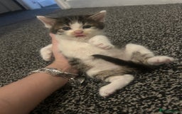Brazilian Shorthair cats for sale: British shorthairs  - Image 2