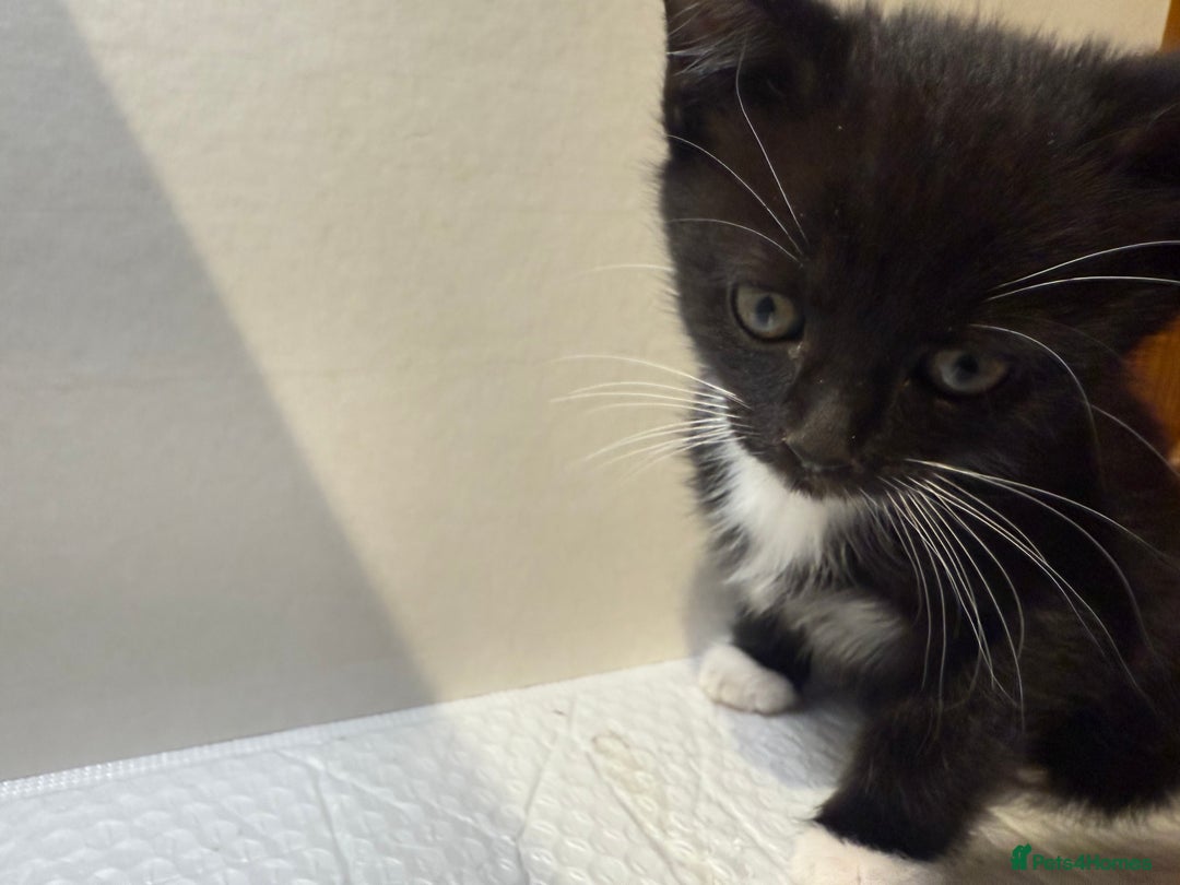 Korat cats for sale: Cute playful kittens ready for their new home 🖤🤍 - Advert 3