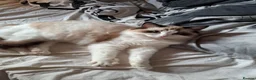 Ragdoll cats for sale: Adult Ragdolls - Advert 3