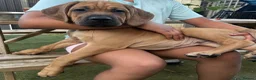 Mixed Breed dogs for sale: Stunning Cane Corso Cross Pups - Ready Now  - Advert 1