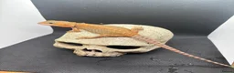 Bearded Dragon reptiles for sale: Spectacular baby dragons ready now  - Advert 5