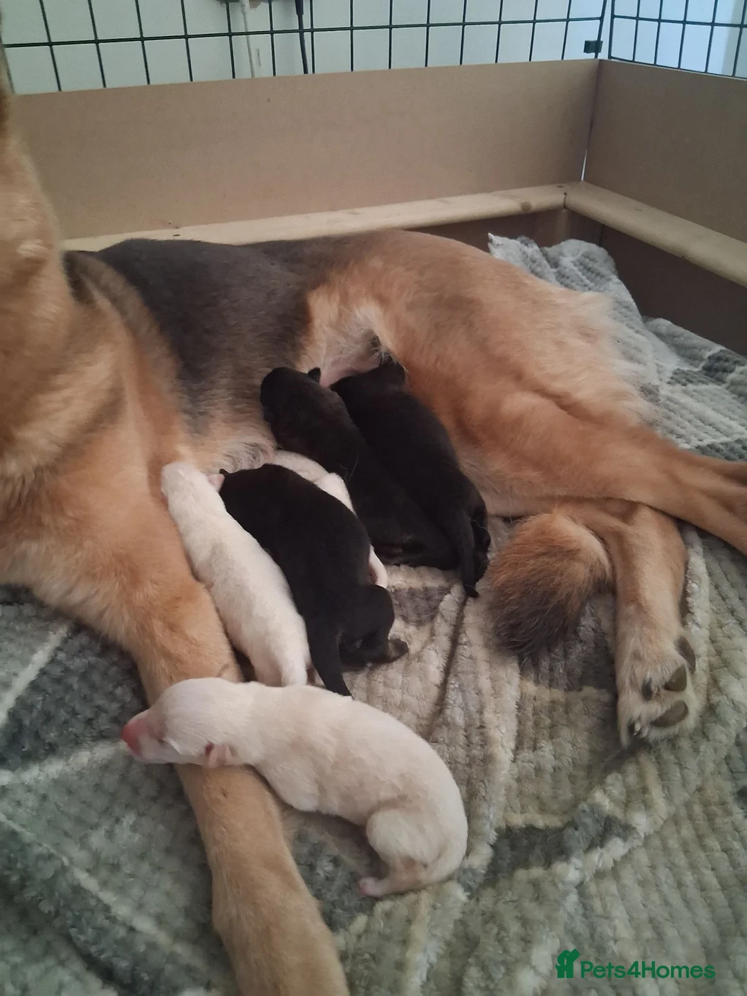 German Shepherd dogs for sale: German Shepherd Puppies for sale in Ipswich - Advert 1