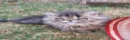 Persian cats for sale: Last GCCF registered persian kitten  - Advert 2