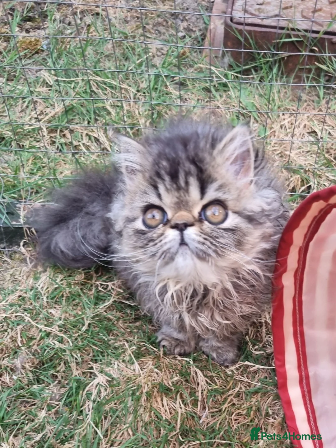 Persian cats for sale: Last GCCF registered persian kitten  - Advert 2