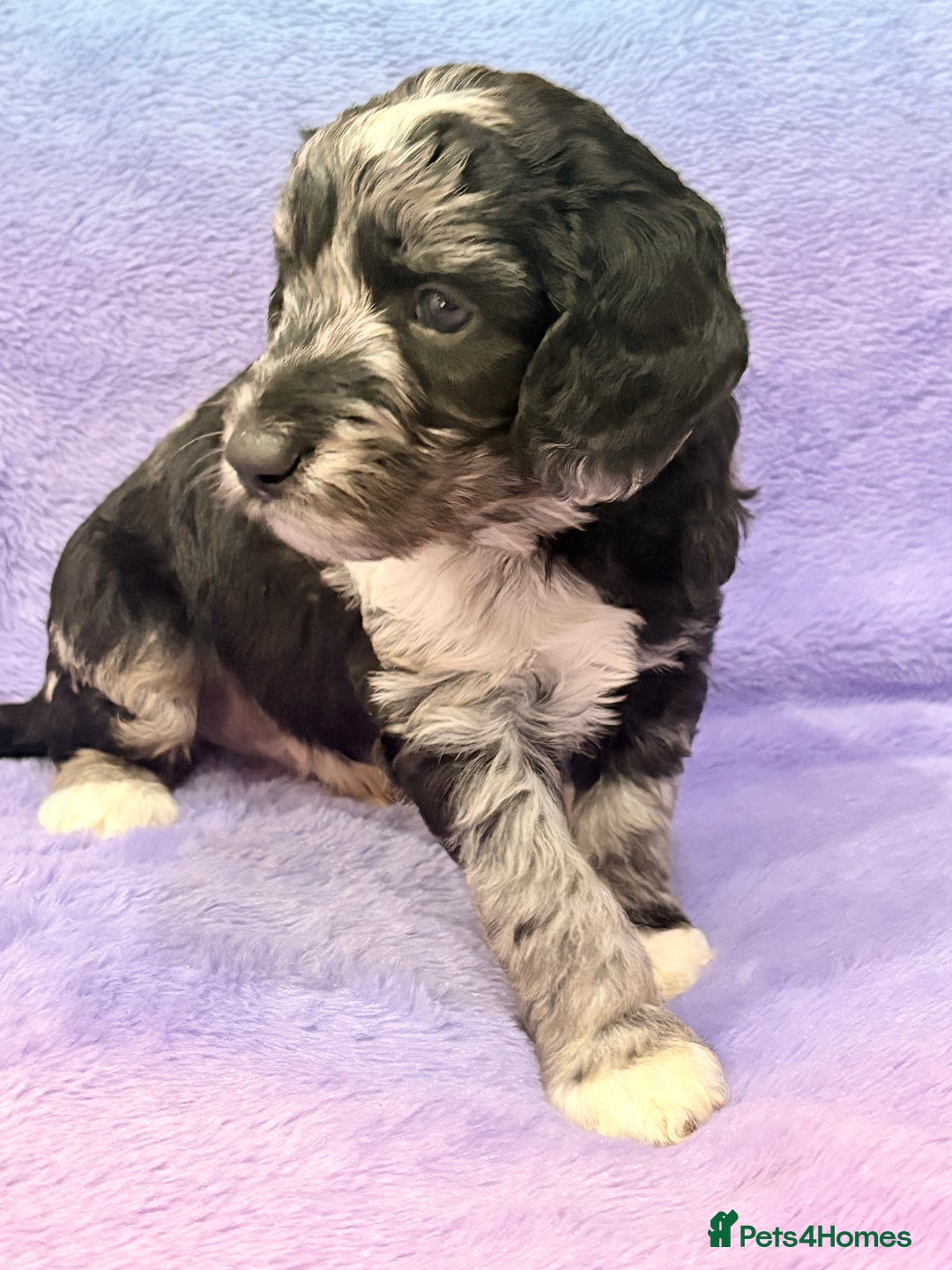 Mini Goldendoodle dogs for sale: Gorgeous Mini Goldendoodles By Therapy Asst Mom - Image 3
