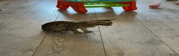 Bengal cats for sale: Bengal kitten - Advert 4