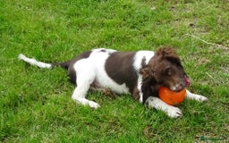 English Springer Spaniel dogs for sale: Two Gorgeous Boy English Springer Spaniel Puppies  - Image 1