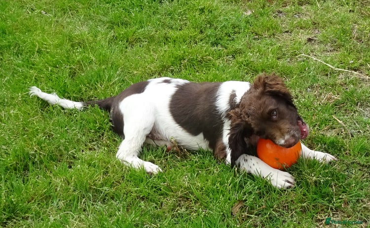 English Springer Spaniel dogs - Advert 13