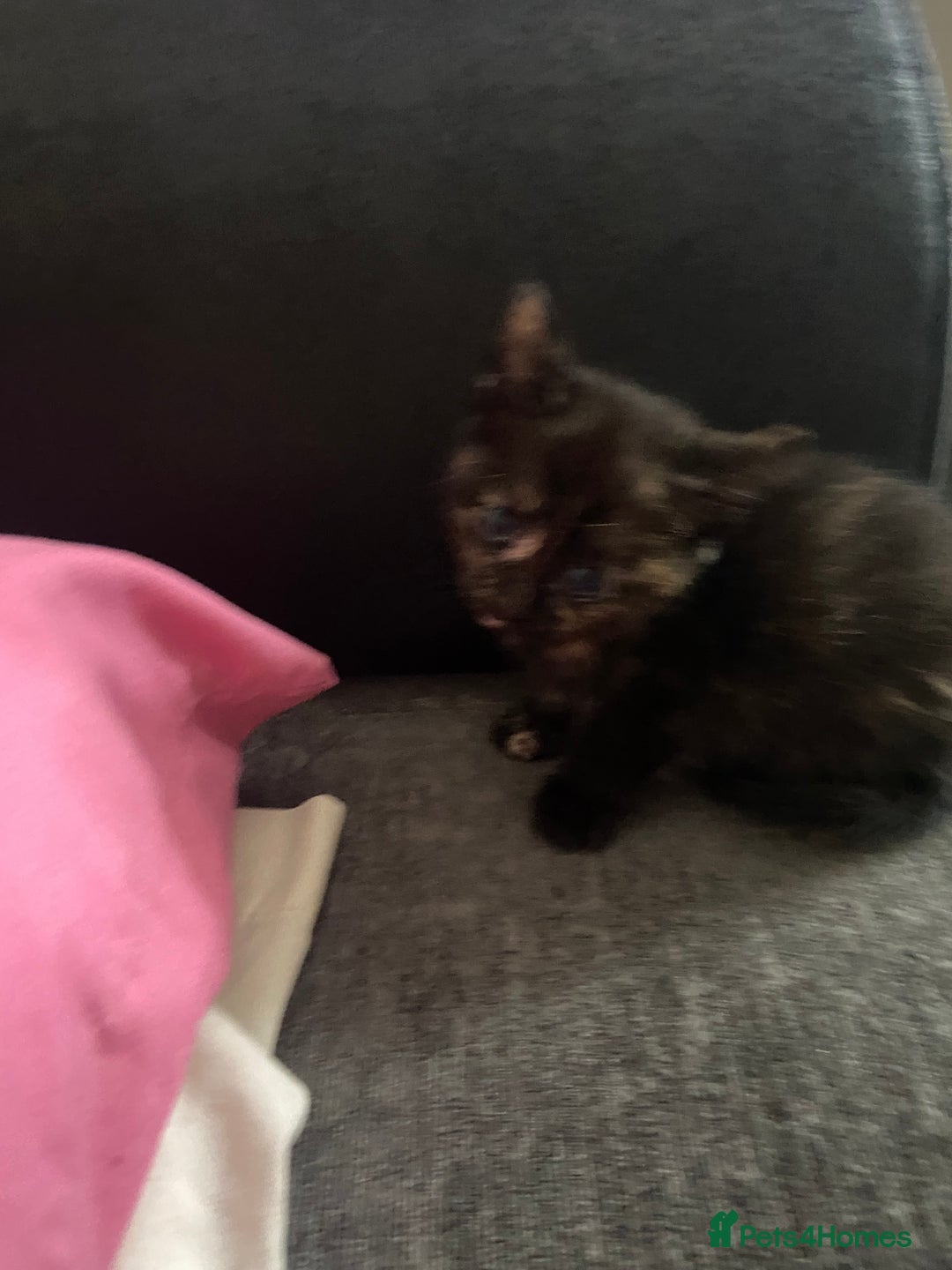 British Shorthair cats for sale: 5 Beautiful Kittens - ** 2 Kittens Left ** - Image 9