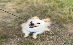 Pomeranian dogs for stud: Pomeranian proven stud - Image 4