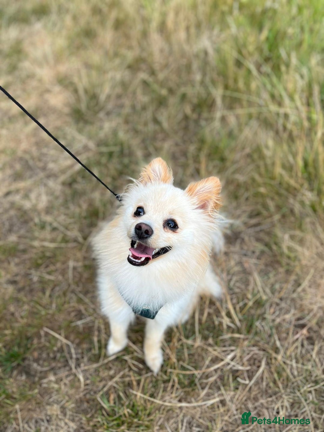 Pomeranian dogs for stud: Pomeranian proven stud - Image 4