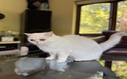 British Shorthair cats for sale: Aurora - Image 6