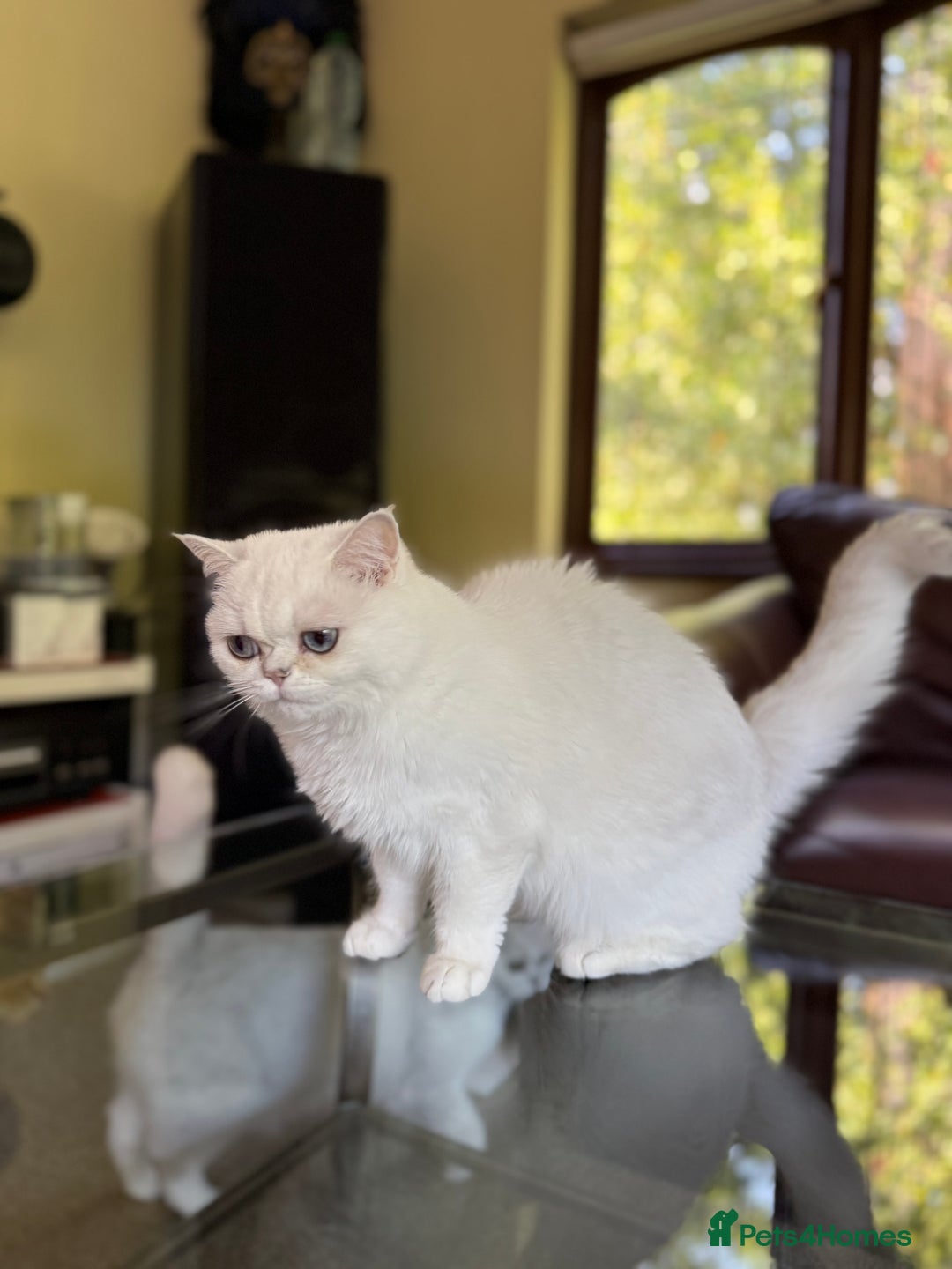 British Shorthair cats for sale: Aurora - Image 6