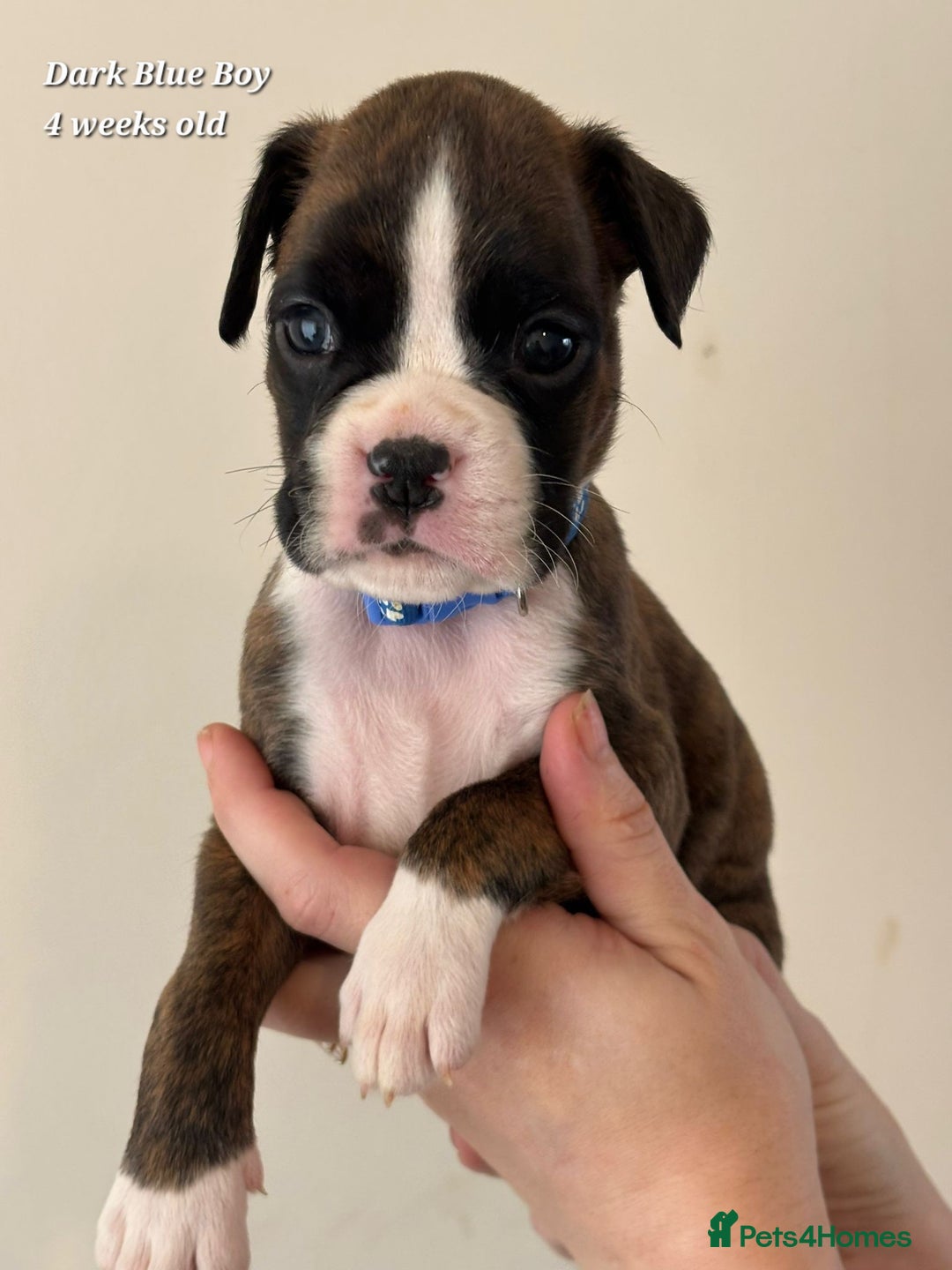 Boxer dogs for sale: 9 Beautiful Boxer Pups - Available from 22/12/2025 - Advert 28