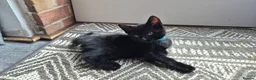 Mixed Breed cats for sale: 10 week old male kitten  - Advert 6