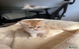 British Shorthair cats for sale: GCCF reg BSH Last Chocolate Golden Odd Eyes Female - Image 27
