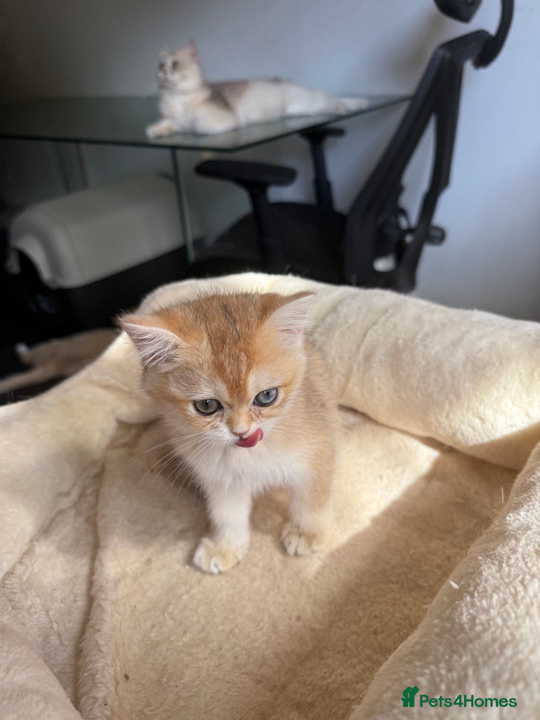 British Shorthair cats for sale: GCCF reg BSH Last Chocolate Golden Odd Eyes Female - Image 27