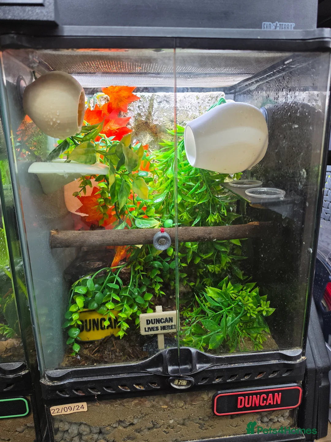 Gecko reptiles for sale: Baby crested gecko and tank - Advert 2