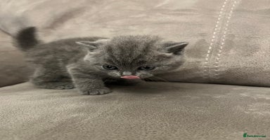 British Shorthair cats - Advert 3