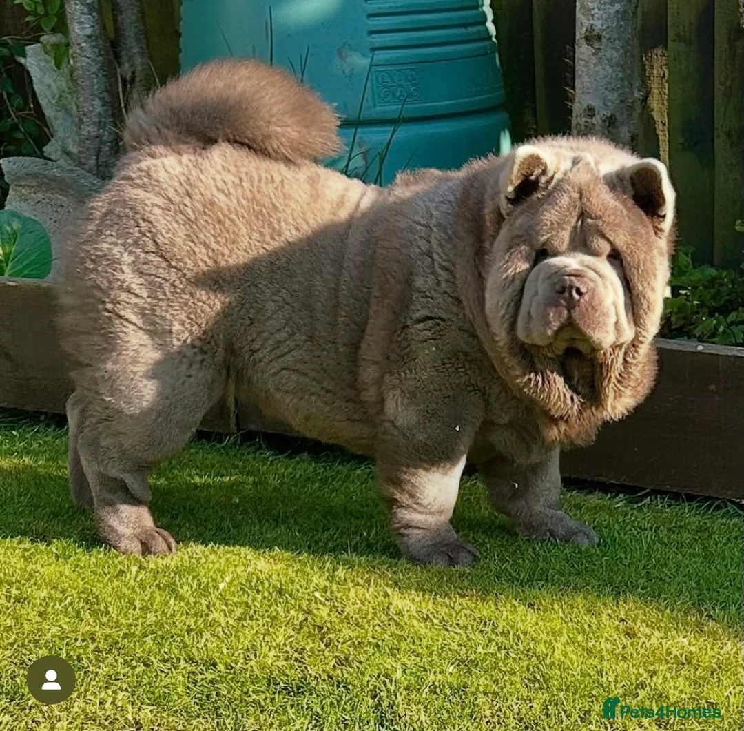 Chow Chow dogs for stud: The only rare lilac smooth coat KC reg  - Advert 16