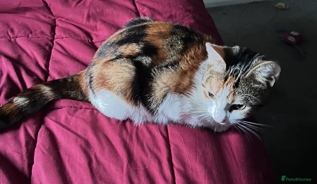 Mixed Breed cats for sale: 10 month old female kitten  in Leeds - Advert 3