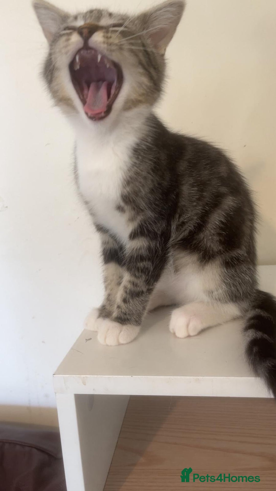 Bengal cats for sale: Bengal x tabby  - Image 4