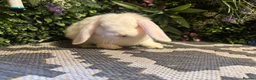 Mini Lop rabbits for sale: 9 week old mini lop boy ready to go  - Advert 4