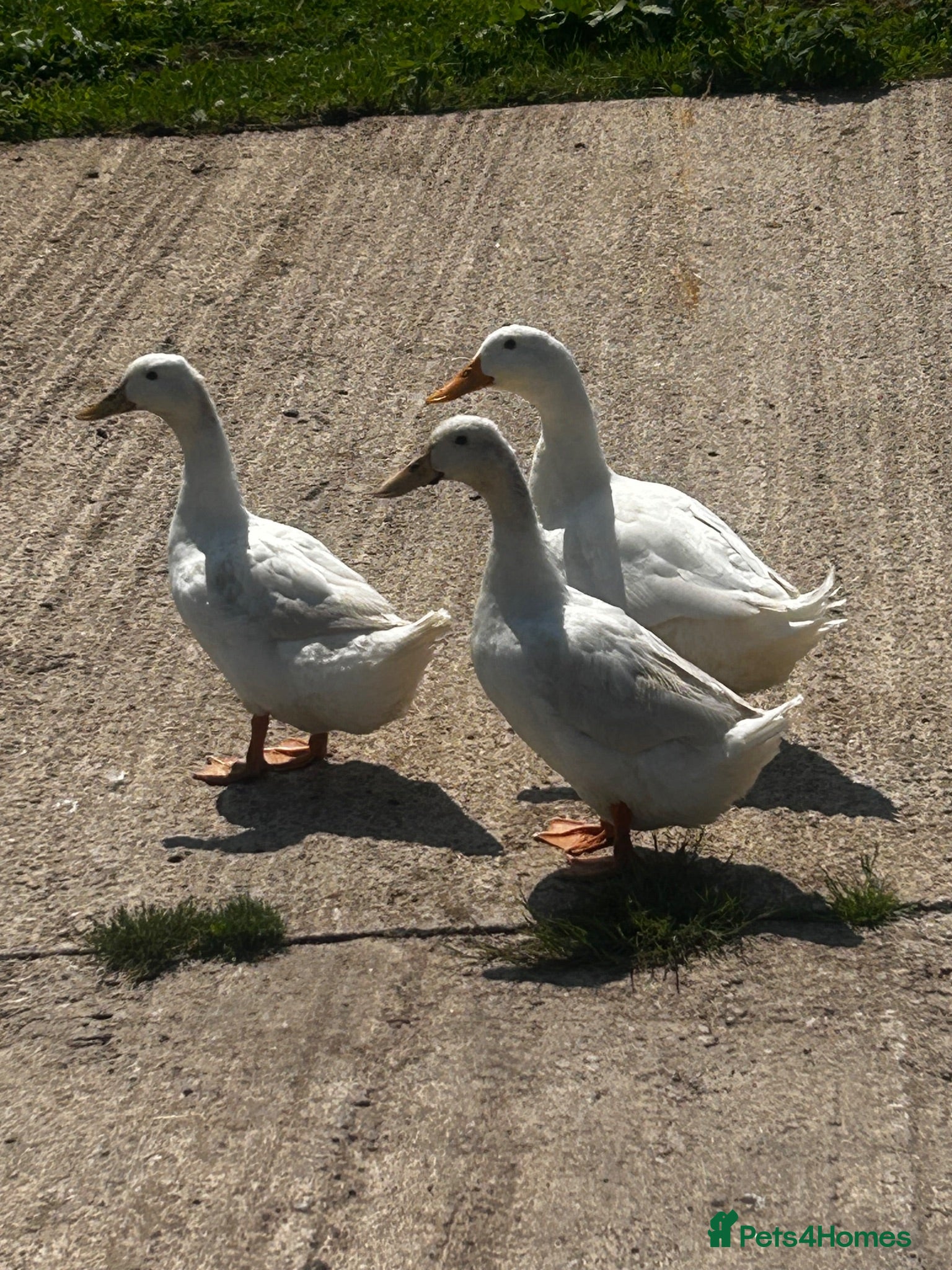 Ducks poultry Cherry Valley Ducks For Sale - Advert 17