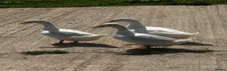 Ducks poultry for sale: Cherry Valley Ducks For Sale in Bridgnorth - Advert 1
