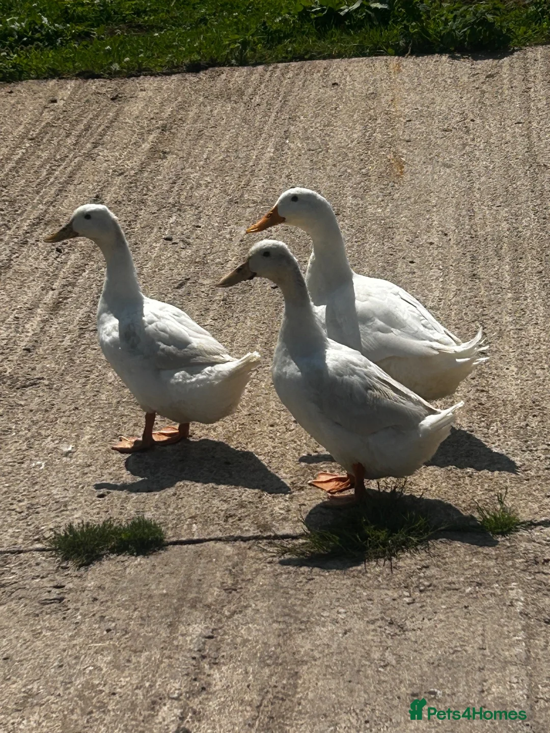 Ducks poultry for sale: Cherry Valley Ducks For Sale in Bridgnorth - Advert 1