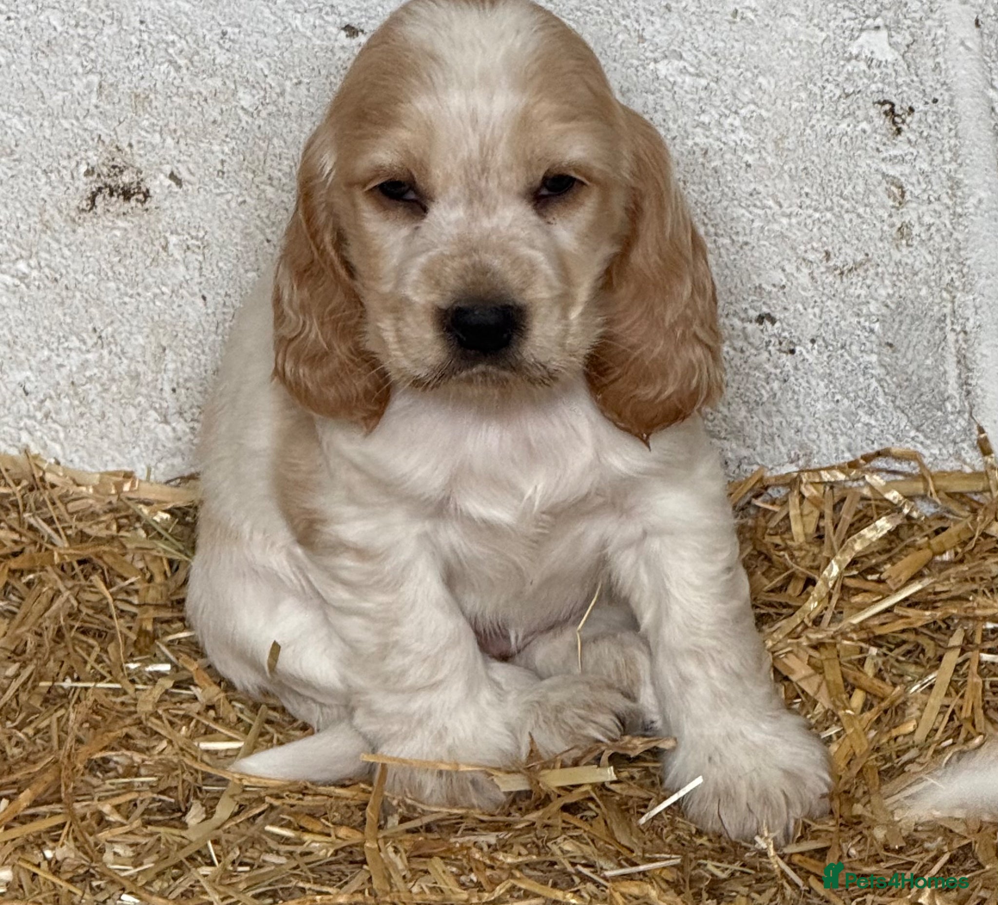 Cocker Spaniel dogs LEMON and SABLE ROAN Show Cocker Spaniels  - Advert 2