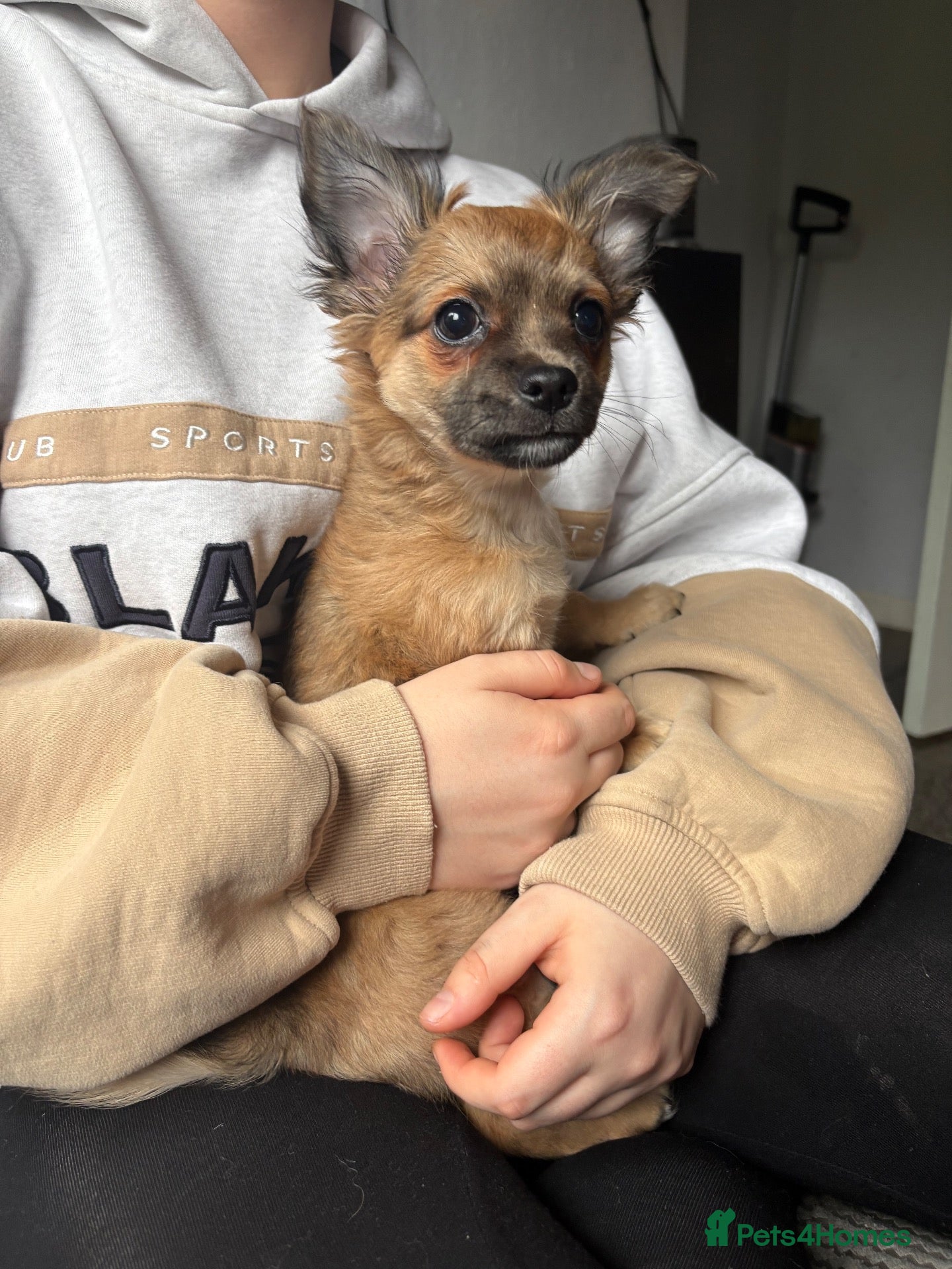 Chihuahua dogs for sale: Beautiful Male Long haired Chihuahua  - Advert 18