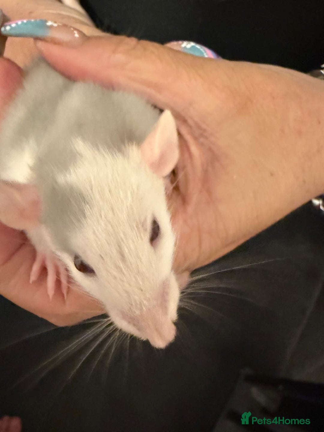 Rat rodents for sale: Beautiful Dumbo baby rats  - Image 15