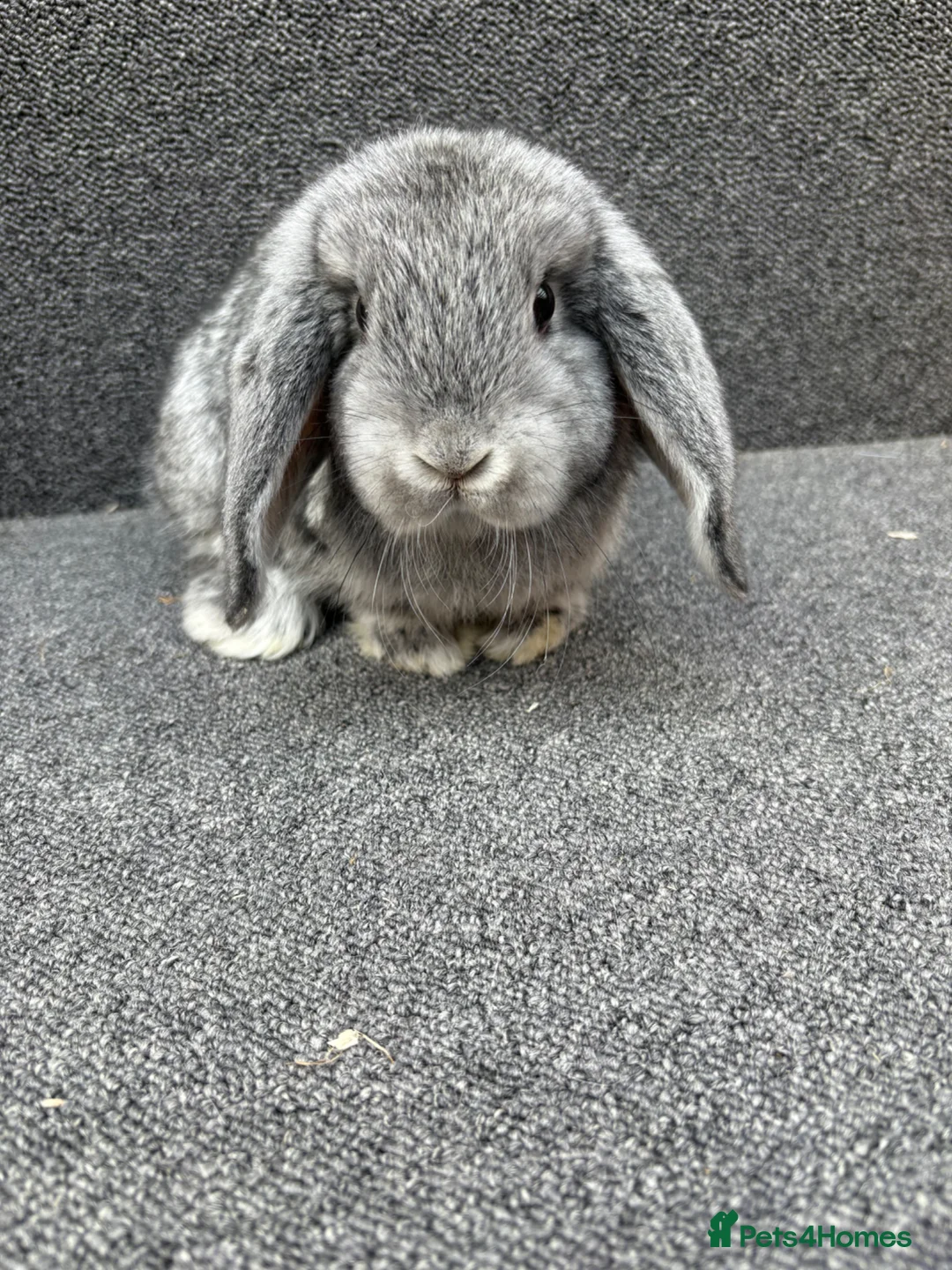Mixed Breed rabbits for sale: Mini Lop x Dwarf Lop  - Advert 2
