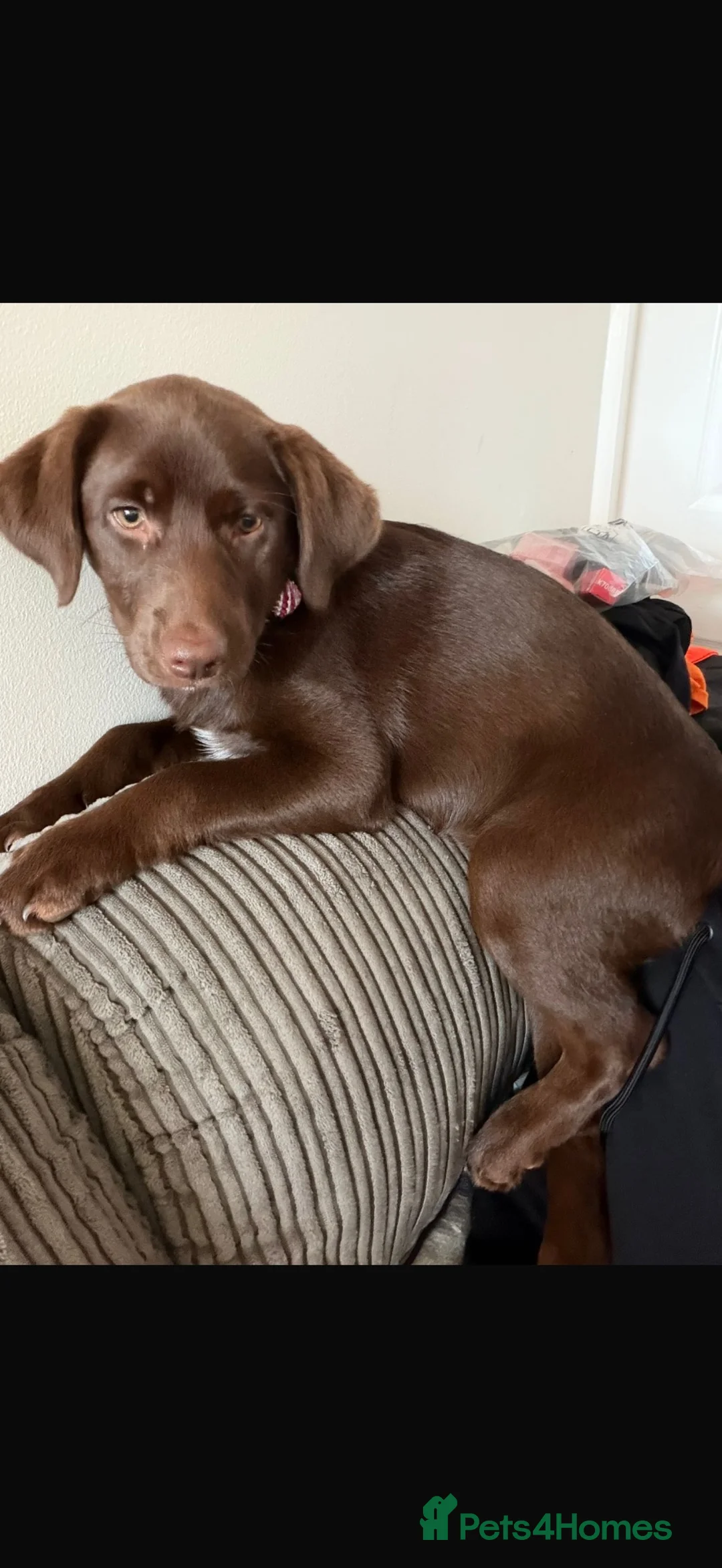 Labrador Retriever dogs for sale: Stunning 7 month old chocolate Labrador  in Sunderland - Advert 2