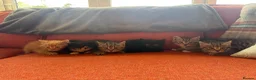 Mixed Breed cats for sale: Gorgeous Litter of BSH X Long Haired Kittens in Usk - Advert 10