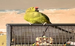 Ringnecks birds for sale: Female Ringneck  - Image 3