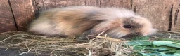 Mini Lion Lop rabbits for sale: Mini Lion Lop Babies & Mom  - Advert 11