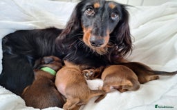 Miniature Dachshund dogs for sale: Longhaired Minature Dauchounds - Image 7