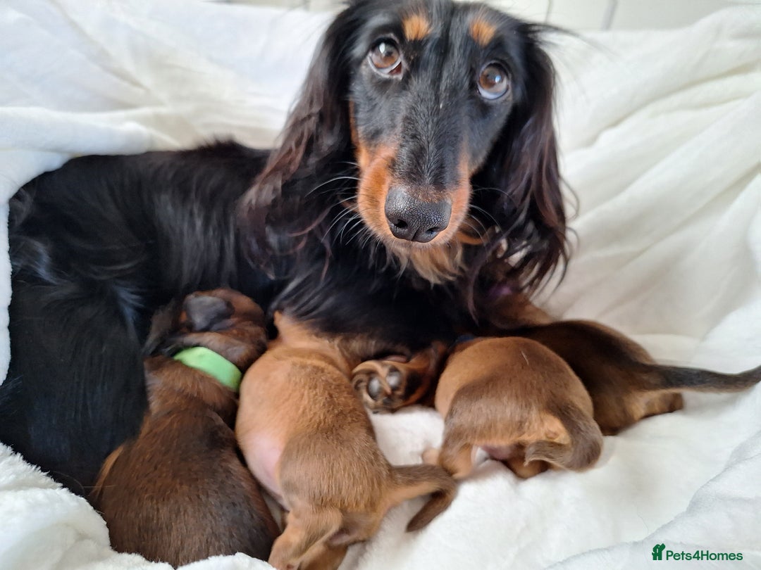 Miniature Dachshund dogs for sale: Longhaired Minature Dauchounds - Image 7