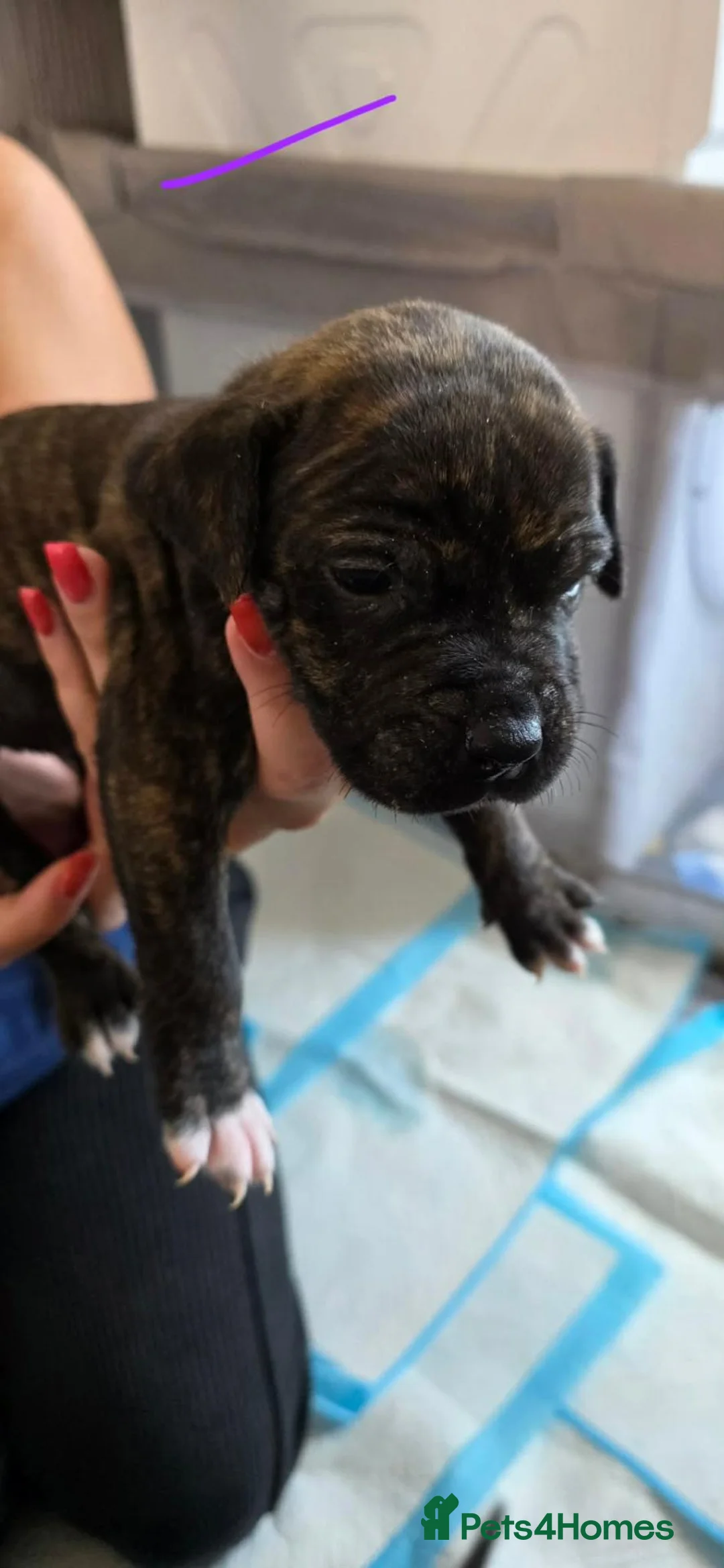 Mixed Breed dogs for sale: Mixed breed puppies - Advert 12