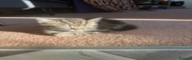 Mixed Breed Kitten 1