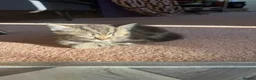 Mixed Breed cats for sale: Little kittens - Advert 6