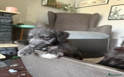 Mixed Breed dogs for sale: Bedlington Terrier whippet mix - Image 7