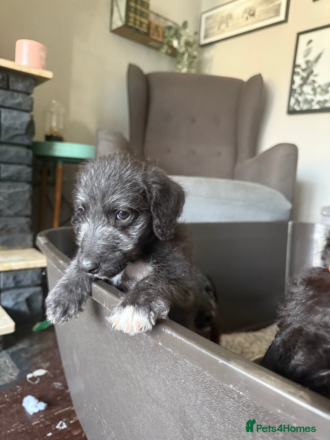 Mixed Breed dogs for sale: Bedlington Terrier whippet mix - Image 7