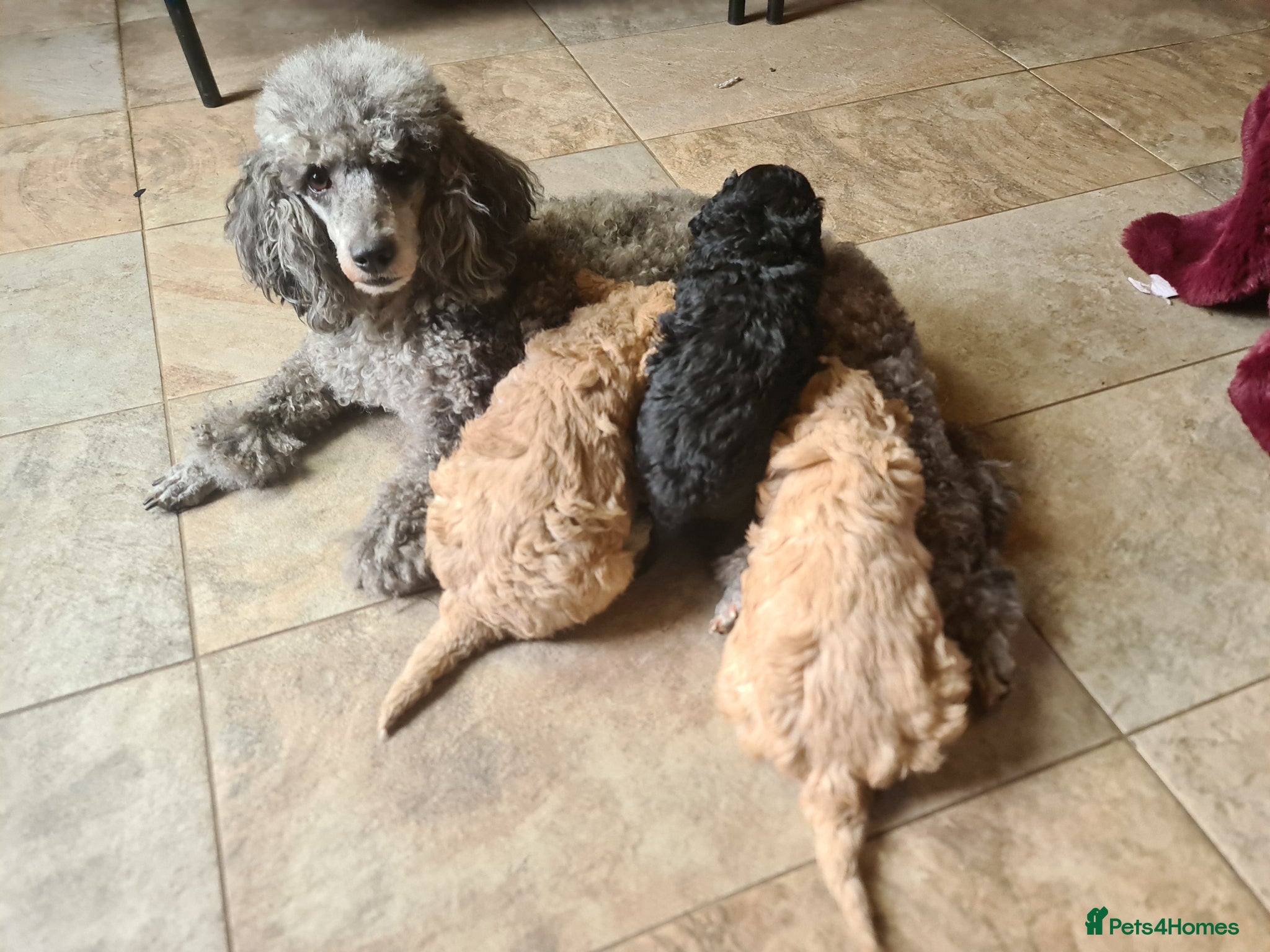 Miniature Poodle dogs Miniature Poodle Puppies for Sale - Advert 2