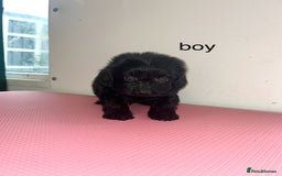 Cockapoo dogs for sale: cockapoo puppies for sale  - Image 5