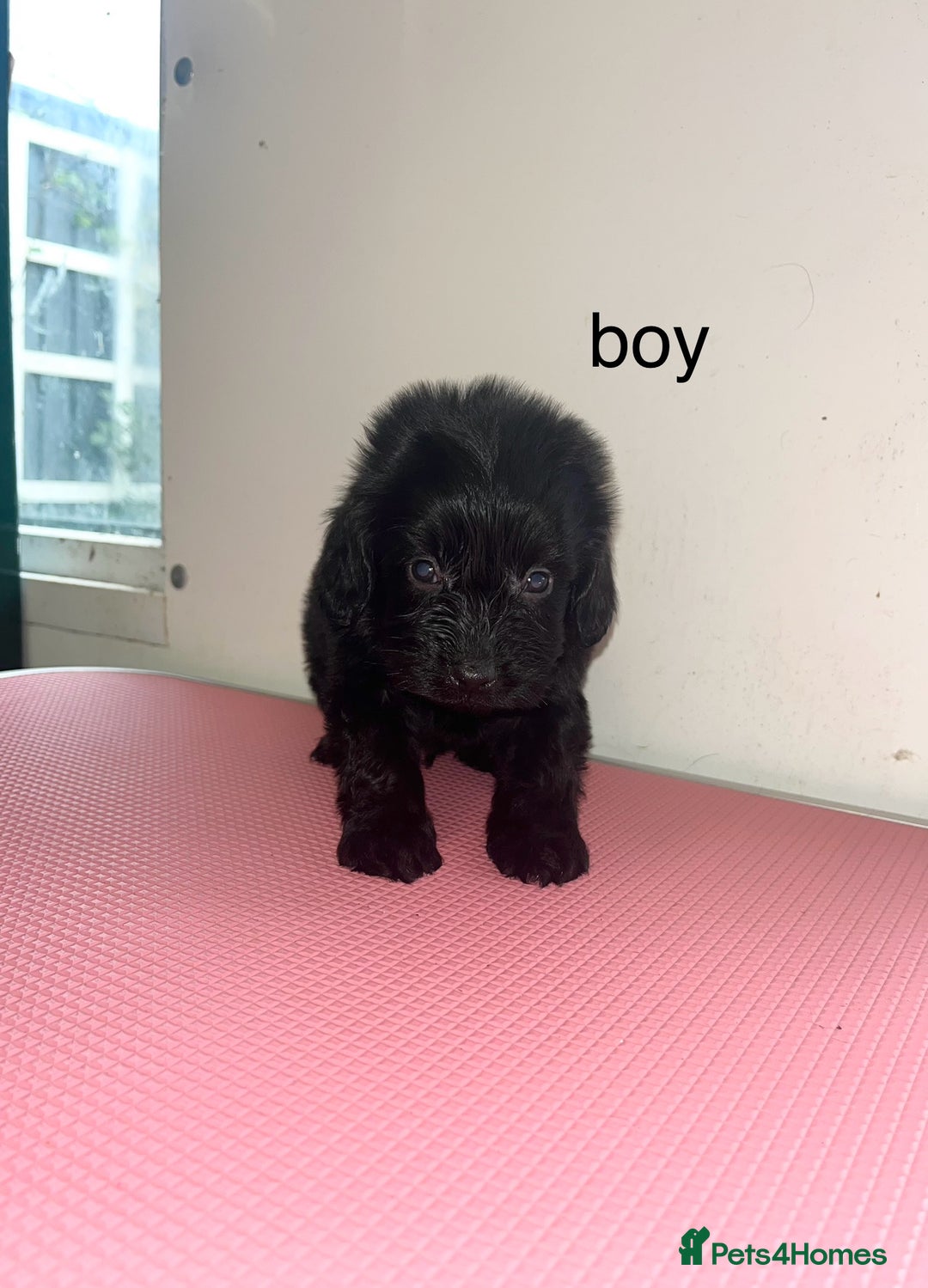 Cockapoo dogs for sale: cockapoo puppies for sale  - Image 5