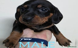 Dachshund dogs for sale: Miniature dachshunds  - Image 6