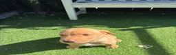 Labrador Retriever dogs for sale: 🐾🧡READY 1 BOY LEFT Kc Labrador PUPPIES 🧡🐾 - Advert 11